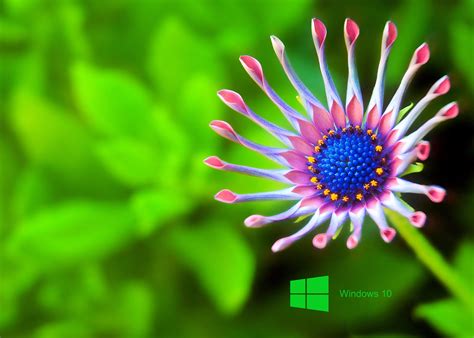 free wallpaper for windows 10.